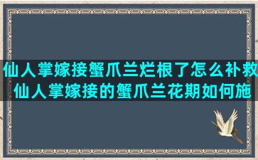 仙人掌嫁接蟹爪兰烂根了怎么补救 仙人掌嫁接的蟹爪兰花期如何施肥和浇水